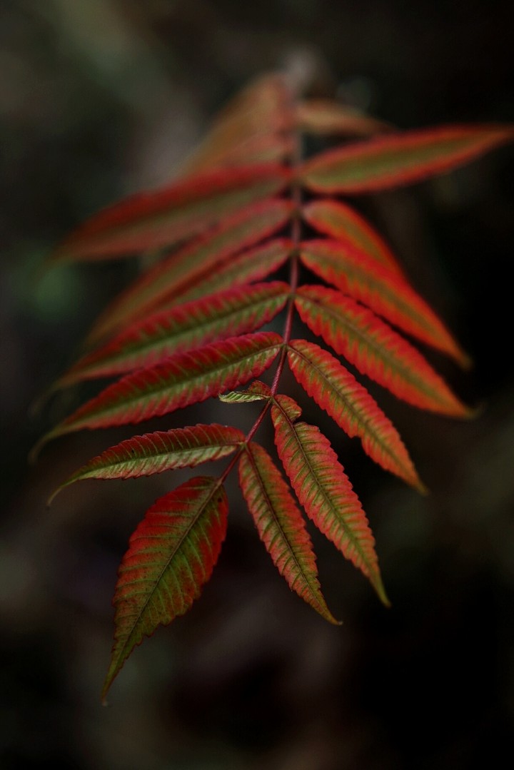 weil herbst das leben bunter macht