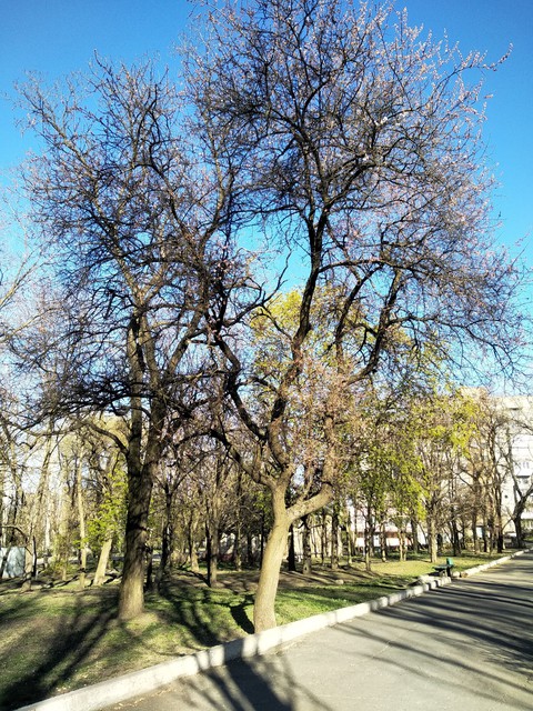 Spring