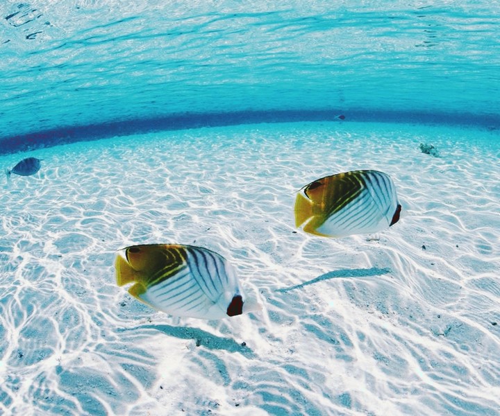 Mar e peixes