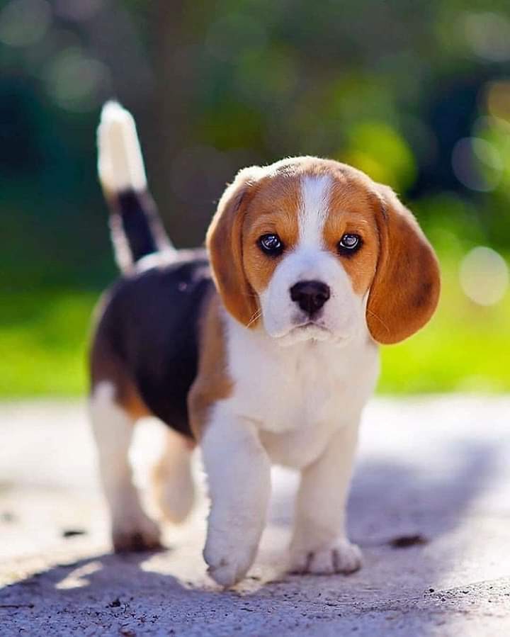 Puppy