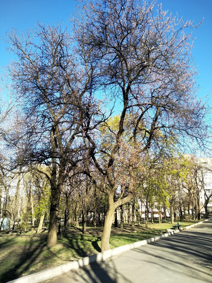 Spring