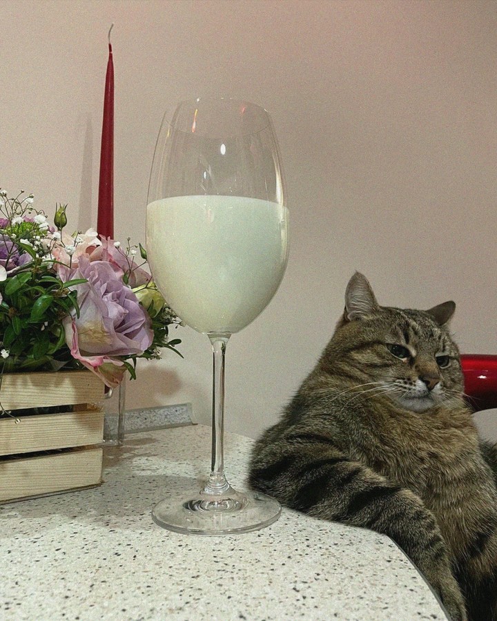 мой ещё один кот