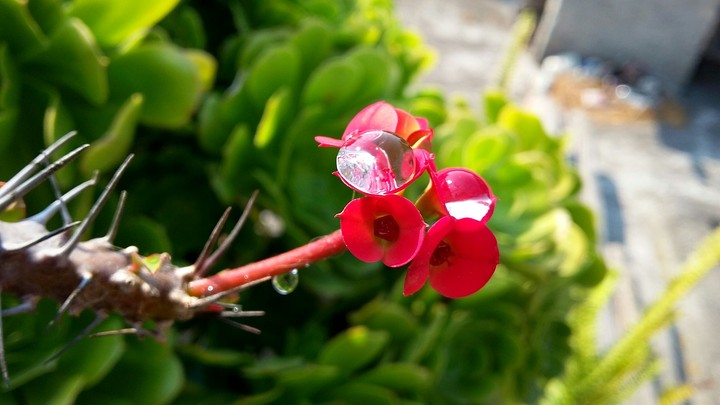 flower with thorns