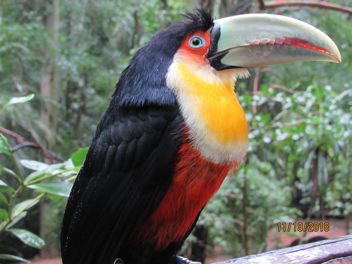 Green-billed toucan