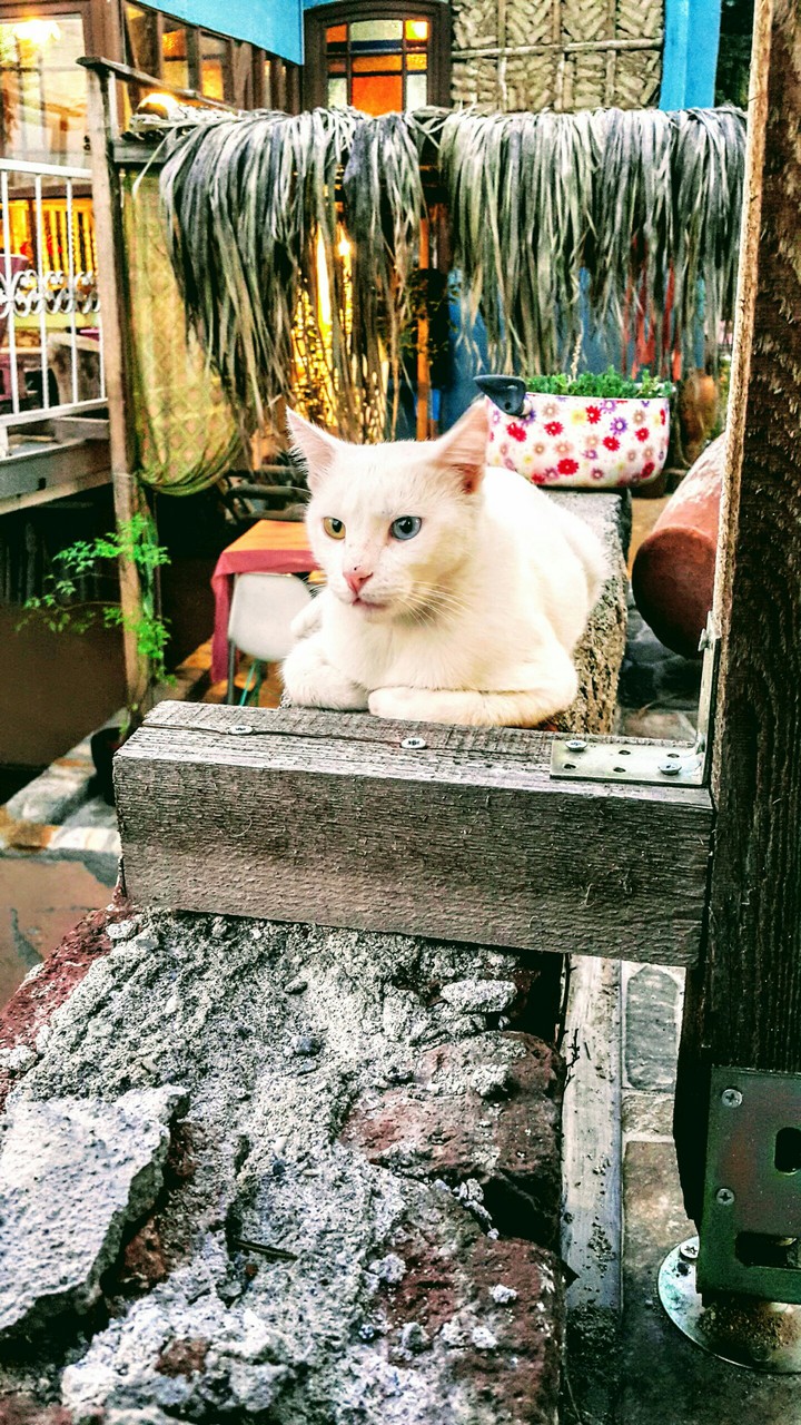 Van cat