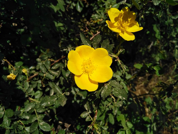 nastaran flower