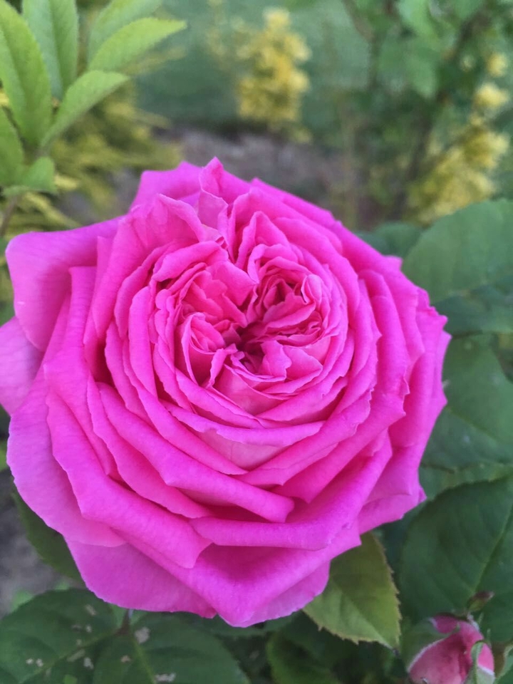 Garden Rose