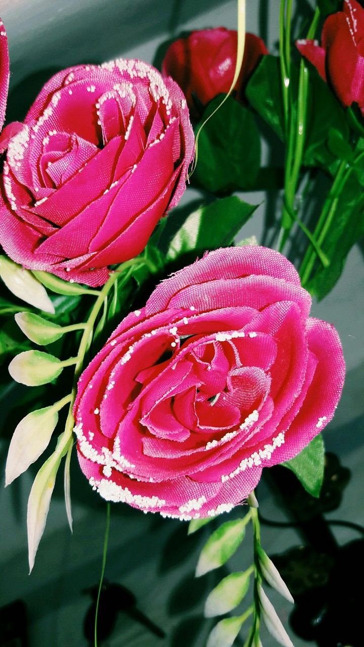 lovely roses