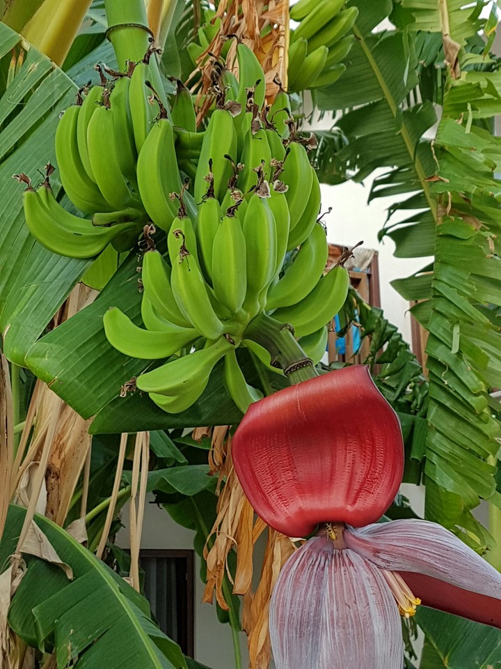 Bananen