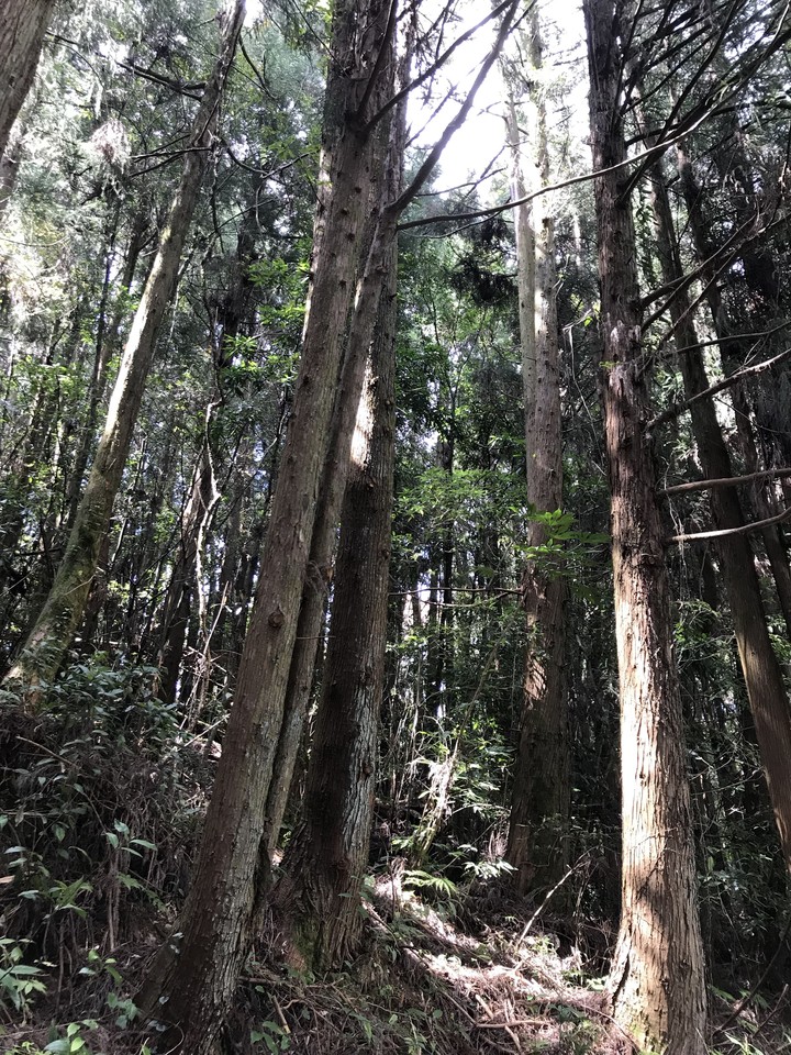 tree