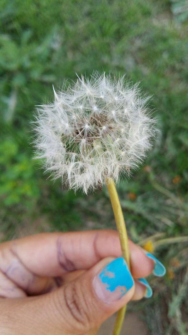 beauty