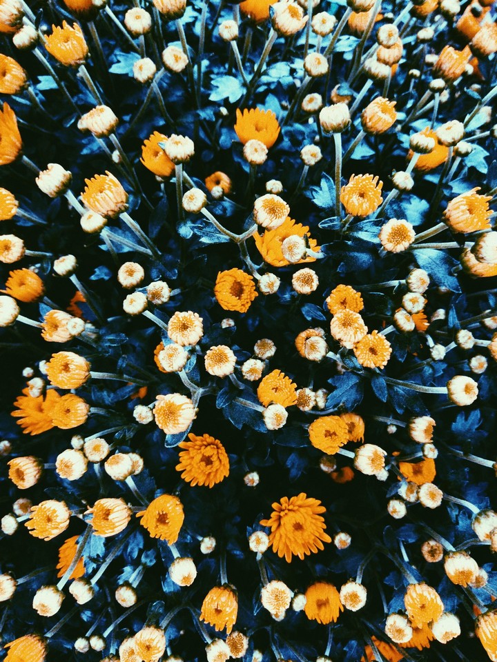 #flower