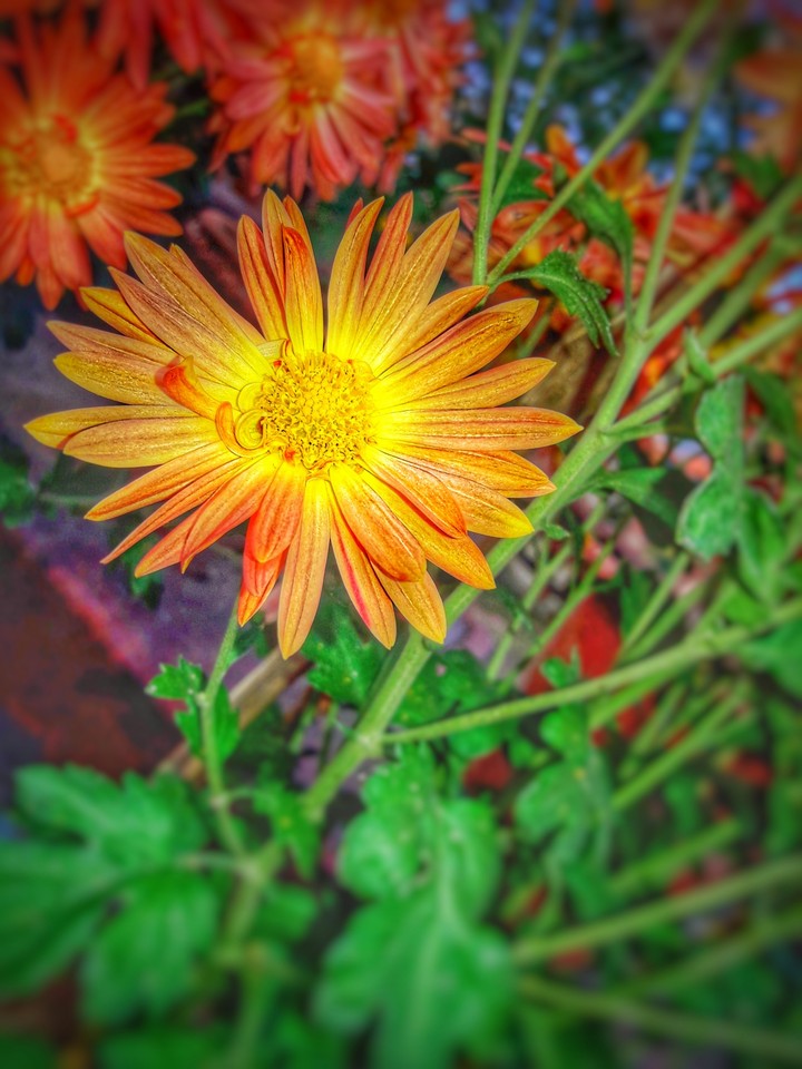 colorful