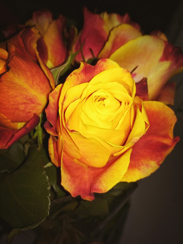 rose flower