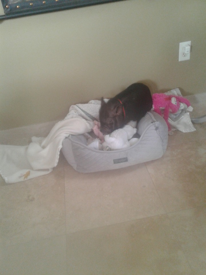This is Romeo my cousins mom's pig