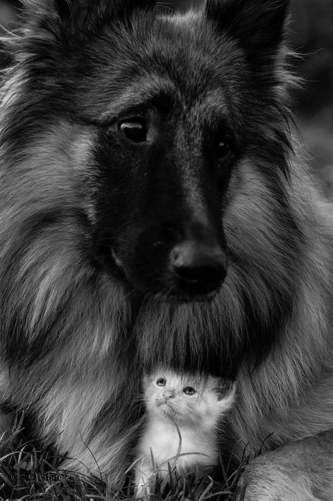 tapety dog, photography