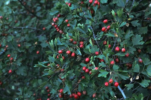 Hawthorn