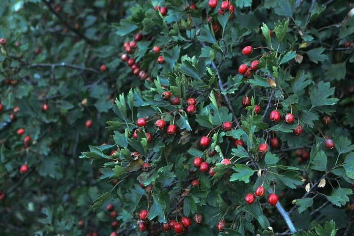 Hawthorn