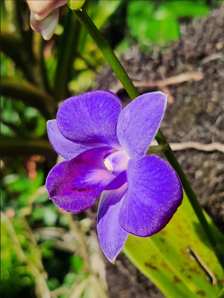 purple flower