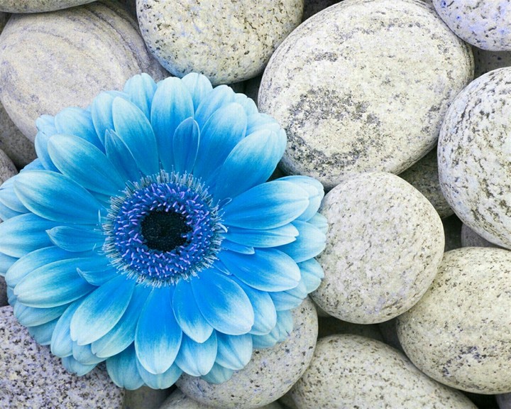 Flower blue, Fleur bleue