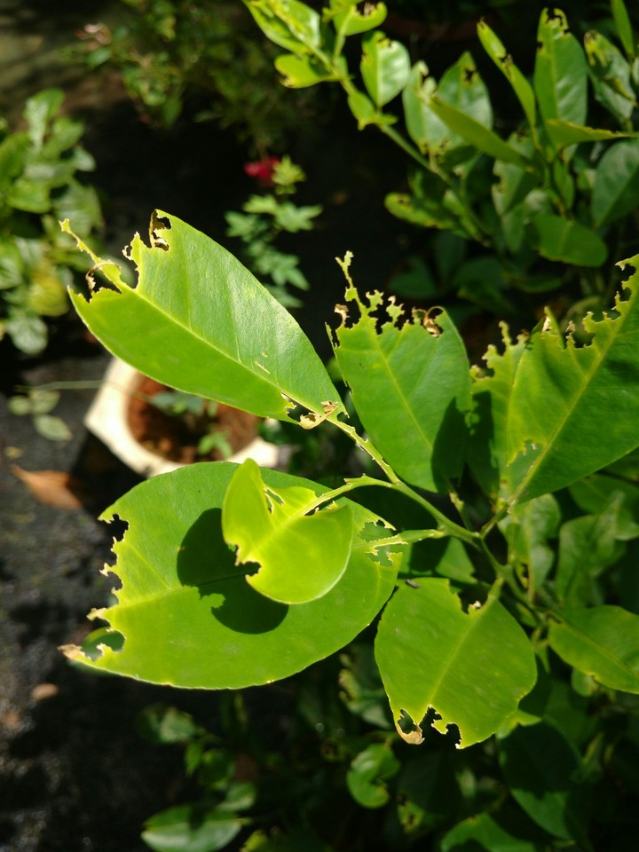 Greeny Light...