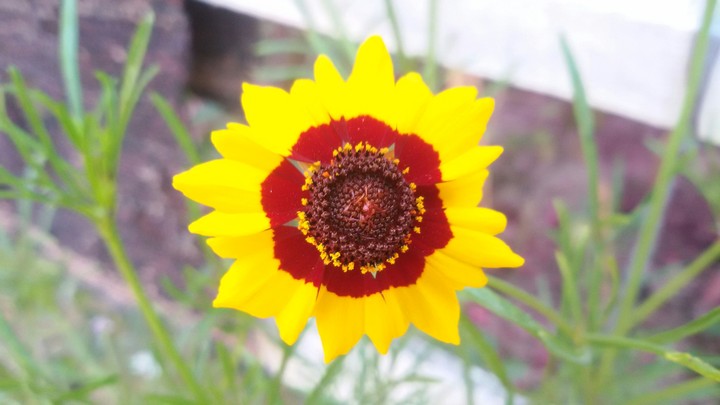 *FLOWER*