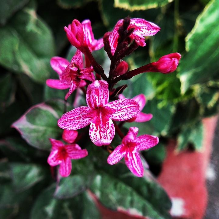 flower