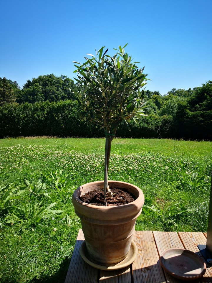 Olivenbaum
