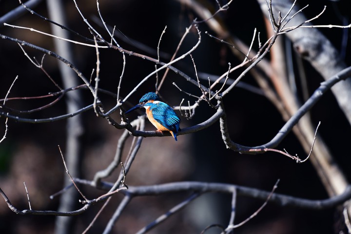 #bird#nature