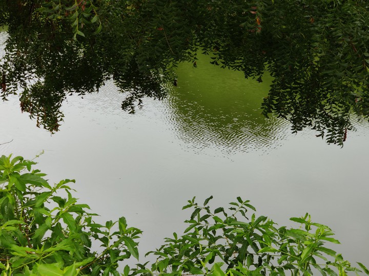 Green love