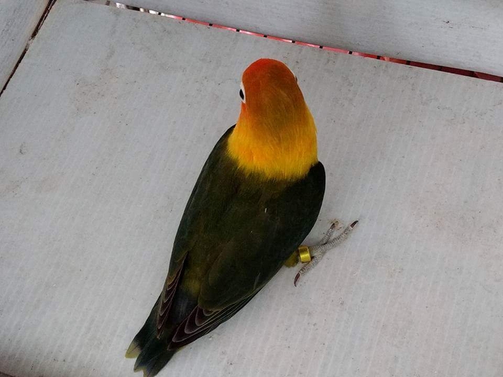 Darkgreen​ Fisher​