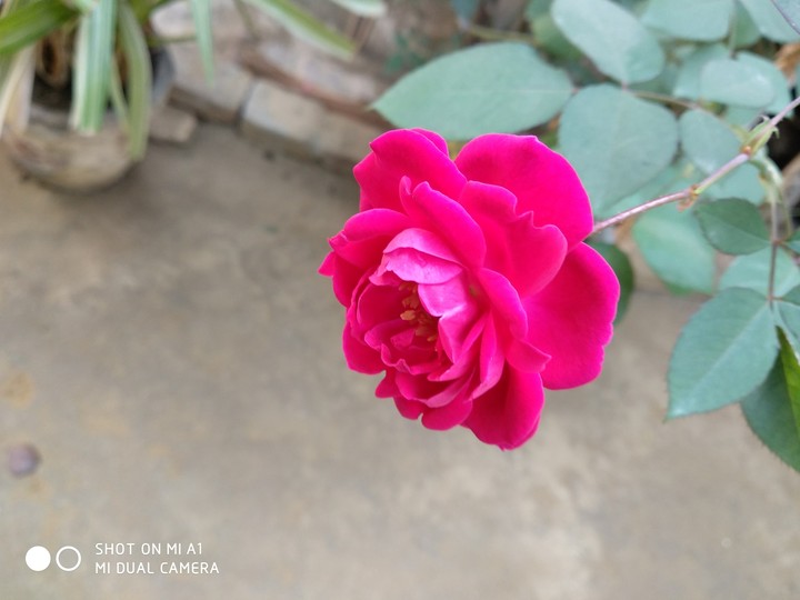 beautiful Rose 