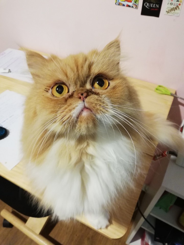 Mr. Mooneyes