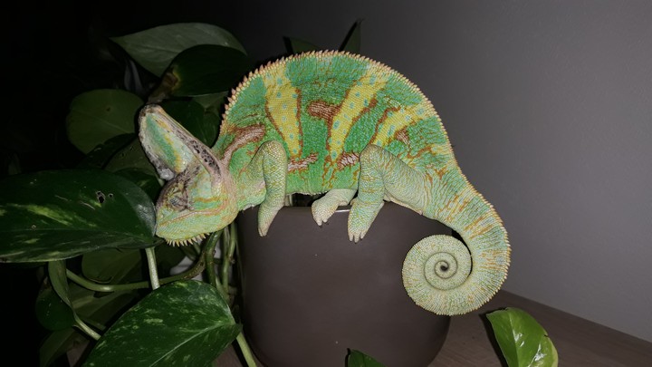 Chameleon
