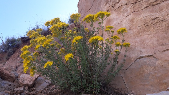 muntain flower