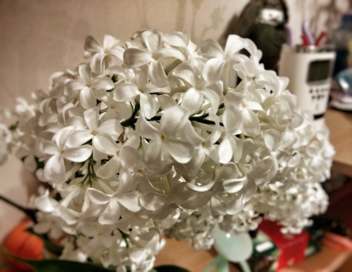 white lilac