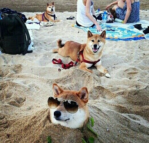 shiba-inu