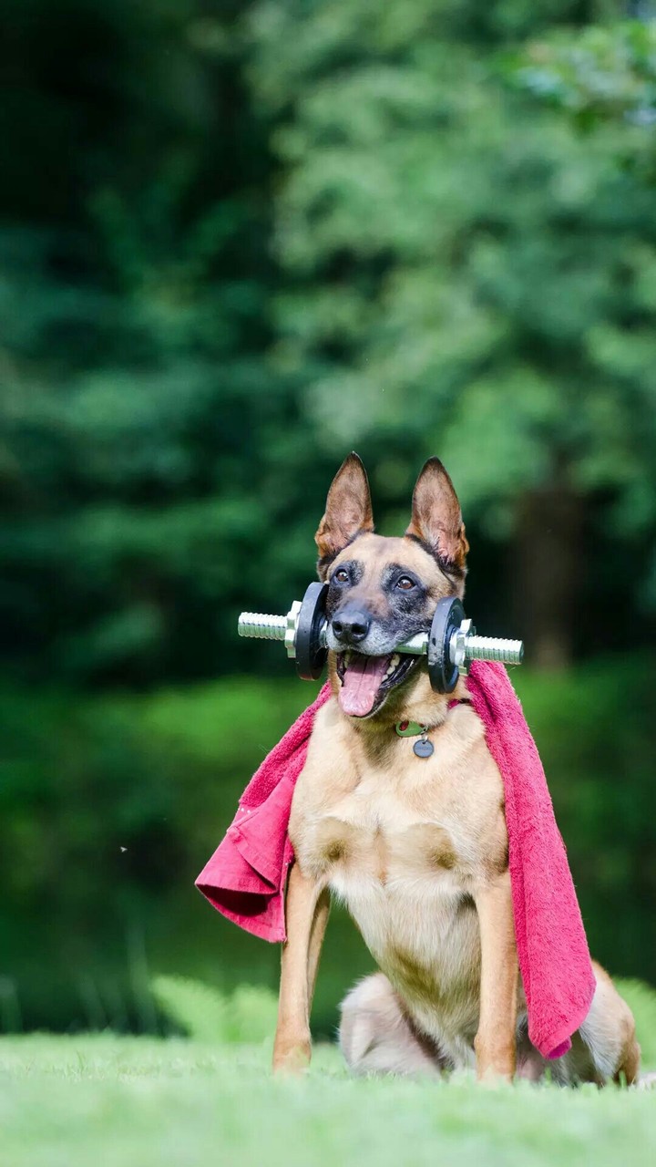 I love dogs