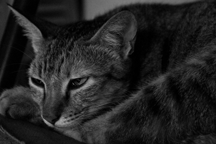 cat
