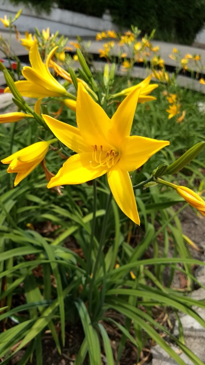 flower