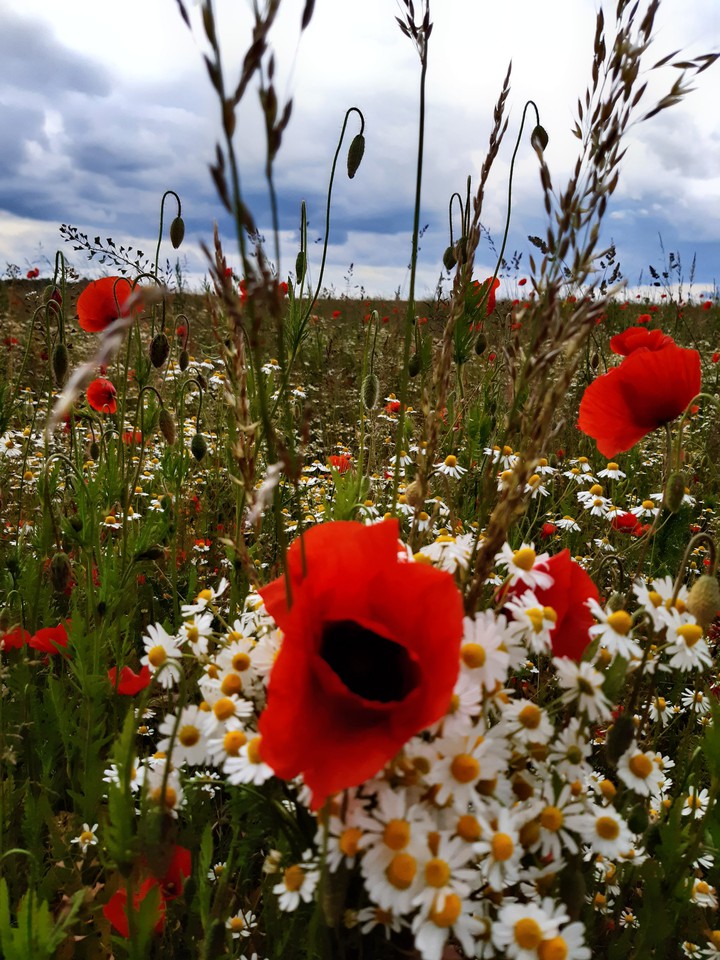 Poppies and camomiles
