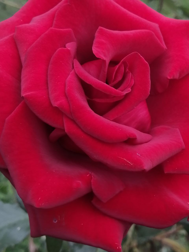 rose