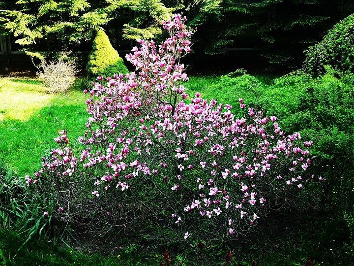 MAGNOLIA