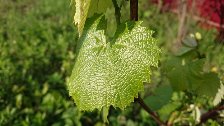 Leaf