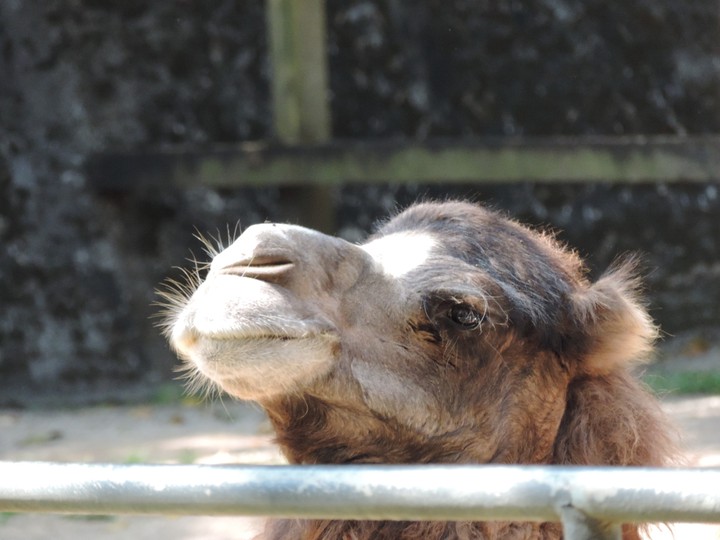 Camelô