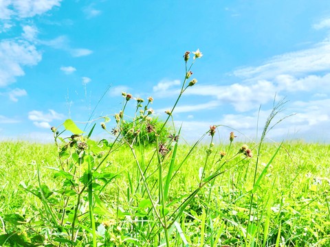 Grass