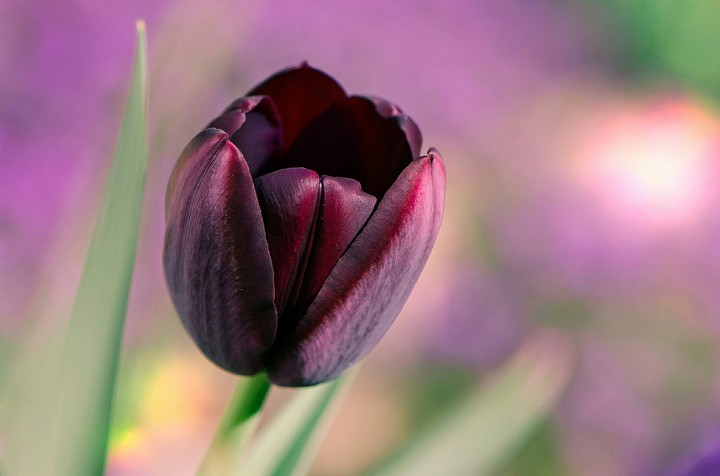 tulip