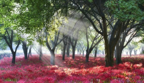 Beauty of Nature