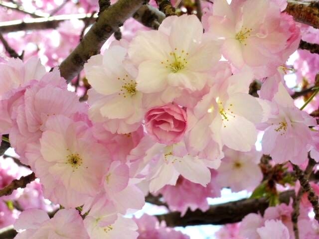 japan sakura