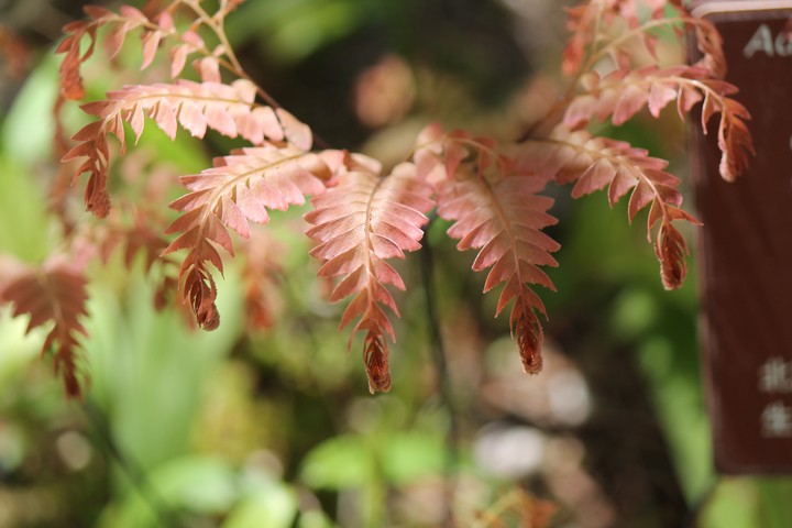 unknown plants